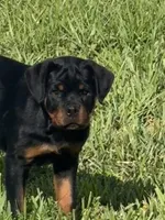 Belly , a female Rottweiler for sale in Apopka, FL – 4 of 10
