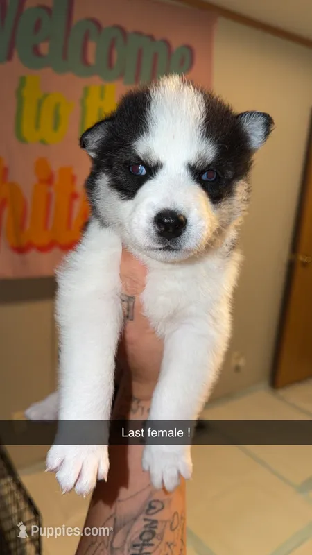 Jasmine – Siberian Husky puppy for sale in Williamsburg, KY