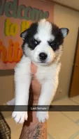 Jasmine, a female Siberian Husky for sale in Williamsburg, KY – 1 of 1