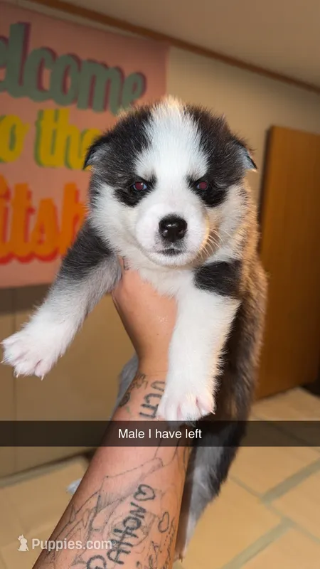 Kaden – Siberian Husky puppy for sale in Williamsburg, KY