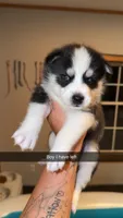 Rubin, a male Siberian Husky for sale in Williamsburg, KY – 1 of 1