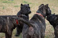 processed/4eb7d35e-8fe9-4ed3-89e8-7bb42bc50ebb/listing/afd2d46d-b8d9-460c-93c8-1b33cf08975d/6ef06a47-c448-4669-bf49-fe5bdae4d104