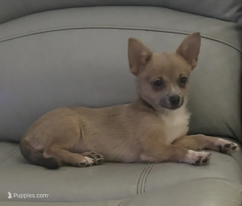 Anna  – Chihuahua puppy for sale in Raleigh, NC