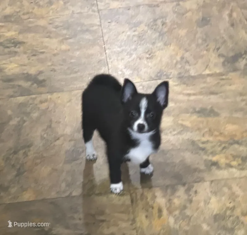 Jetty – Chihuahua puppy for sale in Raleigh, NC