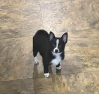 Jetty, a male Chihuahua for sale in Raleigh, NC – Photo 1 of 3