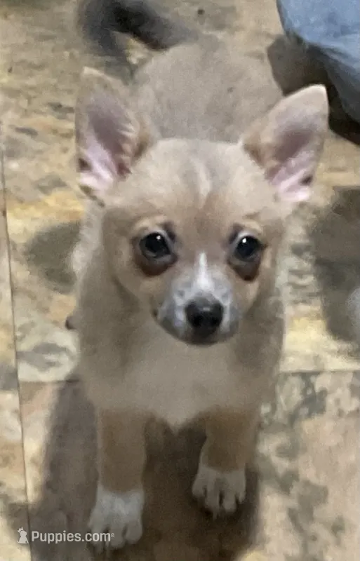 Anna  – Chihuahua puppy for sale in Raleigh, NC