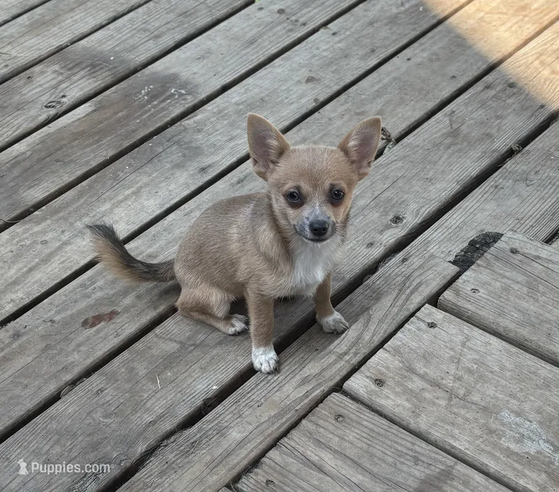 “Baybe Girl” – Chihuahua puppy for sale in Raleigh, NC