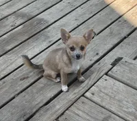 “Baybe Girl”, a female Chihuahua for sale in Raleigh, NC – 4 of 4
