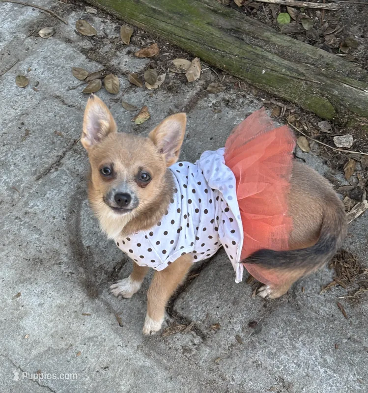 “Baybe Girl” – Chihuahua puppy for sale in Raleigh, NC