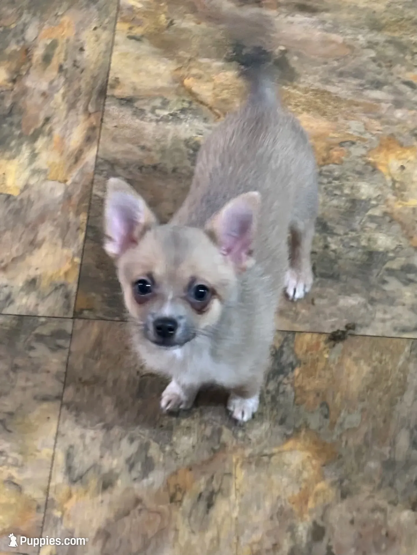 Anna, a female Chihuahua for sale in Raleigh, NC – 1 of 4