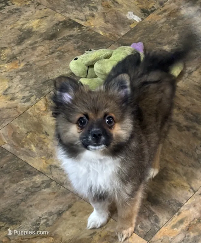 Sven.  – Chihuahua puppy for sale in Raleigh, NC