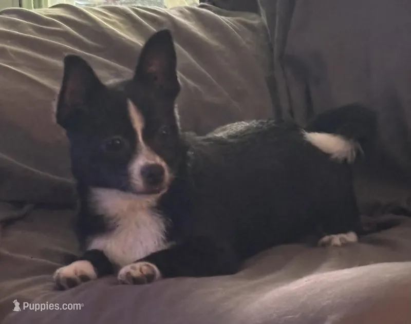 Jetty – Chihuahua puppy for sale in Raleigh, NC