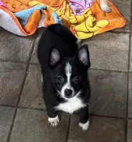 Jetty, a male Chihuahua for sale in Raleigh, NC – Photo 2 of 4