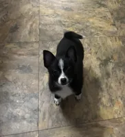 Jetty, a male Chihuahua for sale in Raleigh, NC – Photo 4 of 4