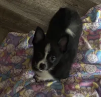 Jetty, a male Chihuahua for sale in Raleigh, NC – Photo 3 of 4