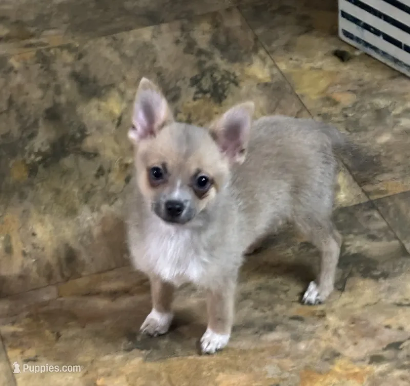 Anna – Chihuahua puppy for sale in Raleigh, NC