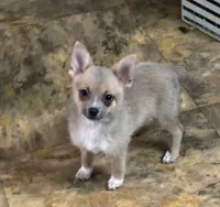 Anna, a female Chihuahua for sale in Raleigh, NC – 4 of 4