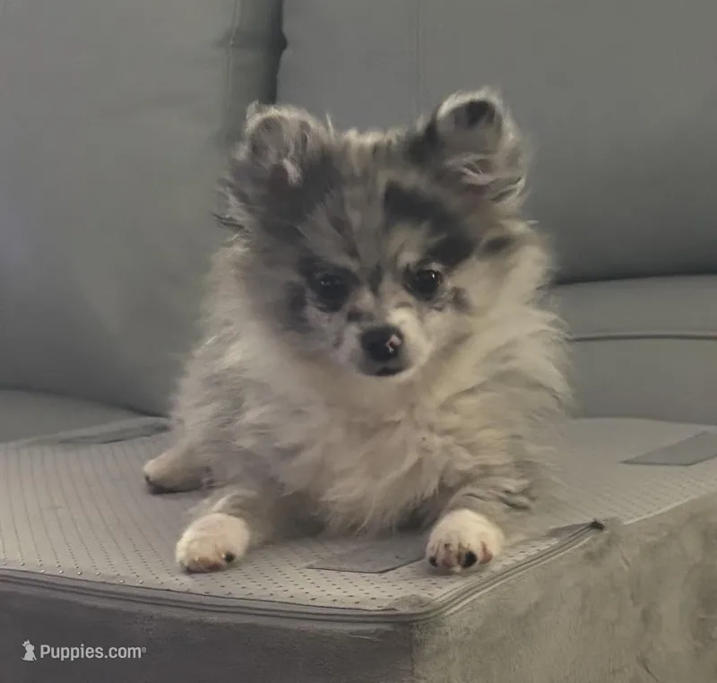 Sterling  – Chihuahua puppy for sale in Raleigh, NC