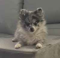 Sterling , a male Chihuahua for sale in Raleigh, NC – Photo 1 of 7