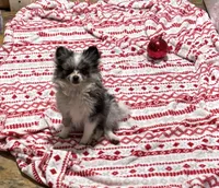 Sterling , a male Chihuahua for sale in Raleigh, NC – Photo 6 of 7