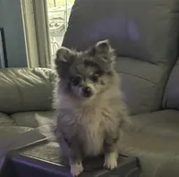 Sterling , a male Chihuahua for sale in Raleigh, NC – Photo 2 of 7