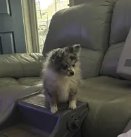 Sterling , a male Chihuahua for sale in Raleigh, NC – Photo 5 of 7