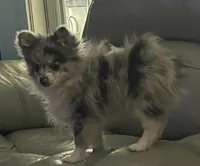 Sterling , a male Chihuahua for sale in Raleigh, NC – Photo 3 of 7