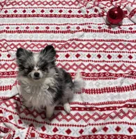 Sterling , a male Chihuahua for sale in Raleigh, NC – Photo 7 of 7