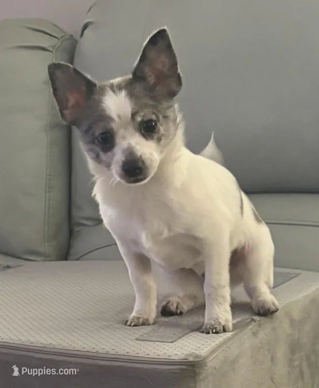 Flint – Chihuahua puppy for sale in Raleigh, NC