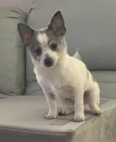 Flint, a male Chihuahua for sale in Raleigh, NC – Photo 1 of 4