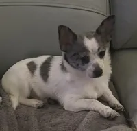 Flint, a male Chihuahua for sale in Raleigh, NC – Photo 2 of 4