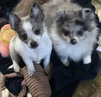 Flint, a male Chihuahua for sale in Raleigh, NC – Photo 4 of 4