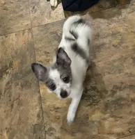 Flint, a male Chihuahua for sale in Raleigh, NC – Photo 3 of 4