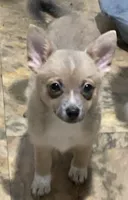 Anna, a female Chihuahua for sale in Raleigh, NC – 3 of 4