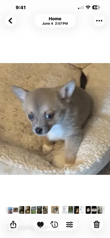 Anna – Chihuahua puppy for sale in Raleigh, NC