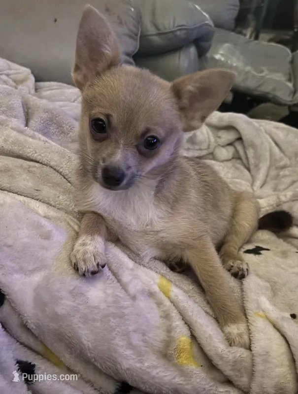 “Baybe Girl” – Chihuahua puppy for sale in Raleigh, NC