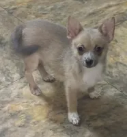Anna , a female Chihuahua for sale in Raleigh, NC – 2 of 3