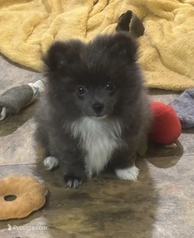 Kristoff  – Chihuahua puppy for sale in Raleigh, NC