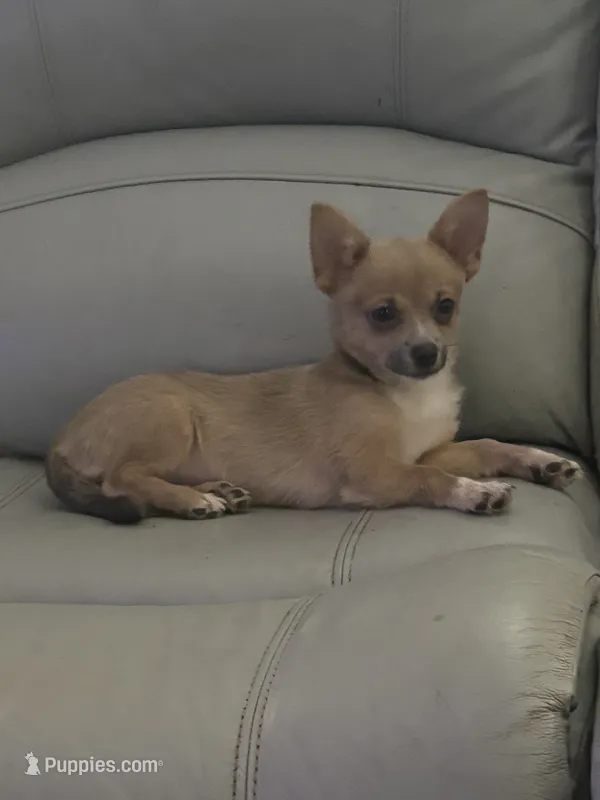 “Baybe Girl” – Chihuahua puppy for sale in Raleigh, NC