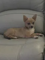 “Baybe Girl”, a female Chihuahua for sale in Raleigh, NC – 1 of 4