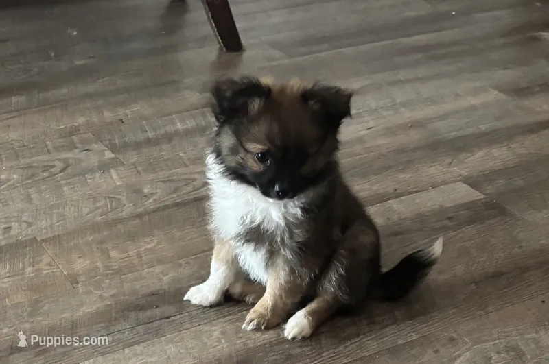 Sven – Chihuahua puppy for sale in Raleigh, NC