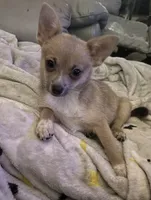 “Baybe Girl”, a female Chihuahua for sale in Raleigh, NC – 3 of 4