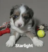 Starlight, a female Miniature Australian Shepherd for sale in Point, TX – 5 of 10