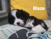Blaze, a male Toy Australian Shepherd for sale in Point, TX – 1 of 10