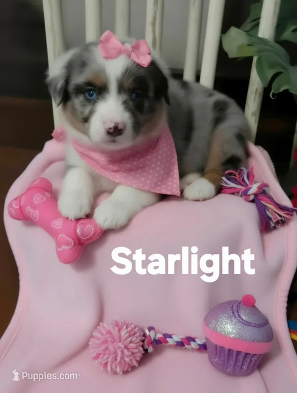Starlight – Miniature Australian Shepherd puppy for sale in Point, TX