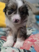 Maverick , a male Miniature Australian Shepherd for sale in Point, TX – 8 of 10