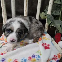 Starlight, a female Miniature Australian Shepherd for sale in Point, TX – 6 of 10