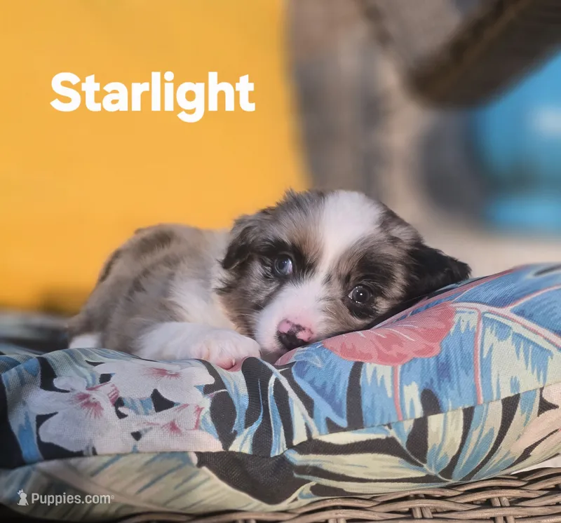 Starlight – Miniature Australian Shepherd puppy for sale in Point, TX
