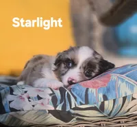 Starlight, a female Miniature Australian Shepherd for sale in Point, TX – 1 of 10