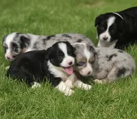 Starlight, a female Miniature Australian Shepherd for sale in Point, TX – 8 of 10